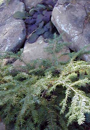 tsuga canadensis 'cole's prostrate'