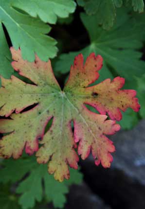 geranium 'josef halda'