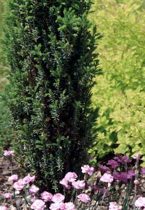juniperus 'suecica'