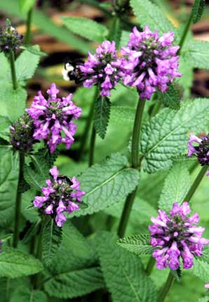 stachys densiflora hummelo