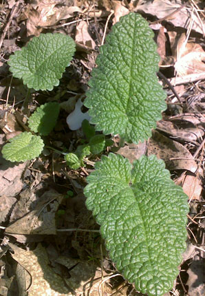 stachys macrantha robusta
