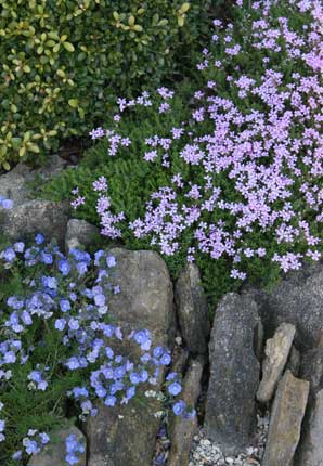 geranium 'josef halda'